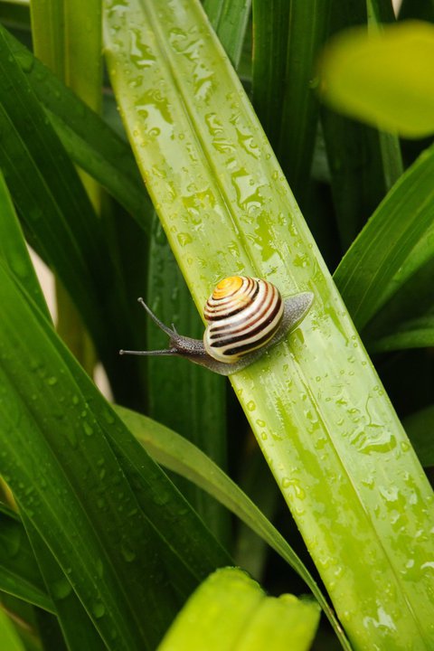 look closely for snails on the leaves