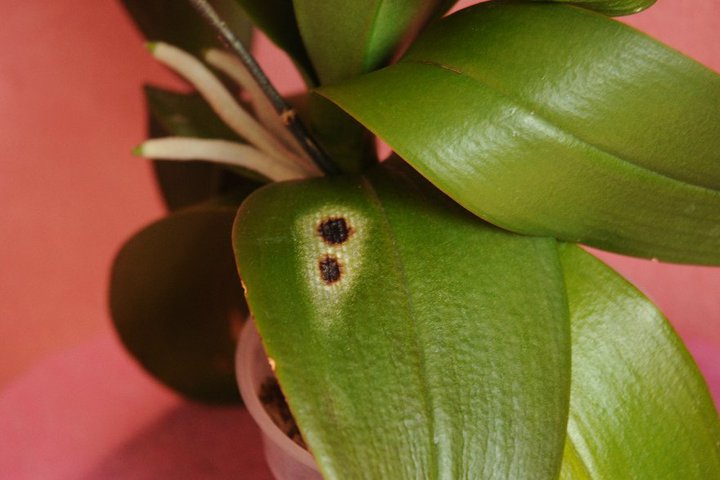 Phalaenopsis orchids need fresh air