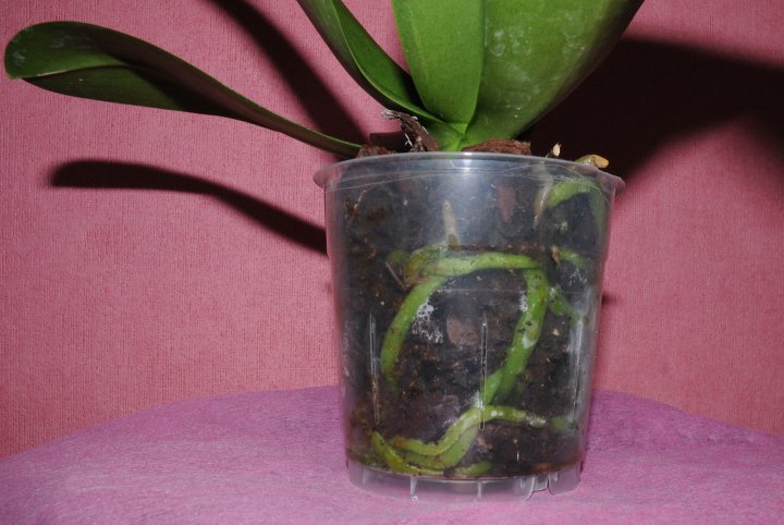 clear pots enable you to be aware of healthy roots.