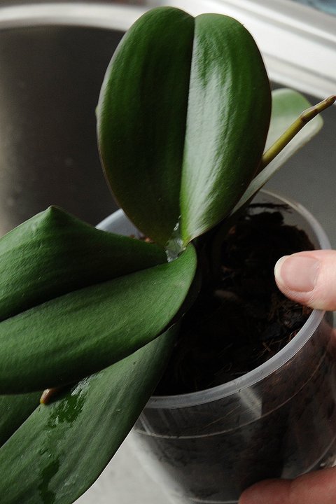 do not leave water in the leaf axis crown of the plant